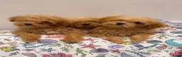 Poochon dogs for sale: Health tested Poochon Puppies  - Advert 5