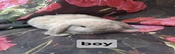 Mini Lop rabbits for sale: Mini lop babies - Advert 2