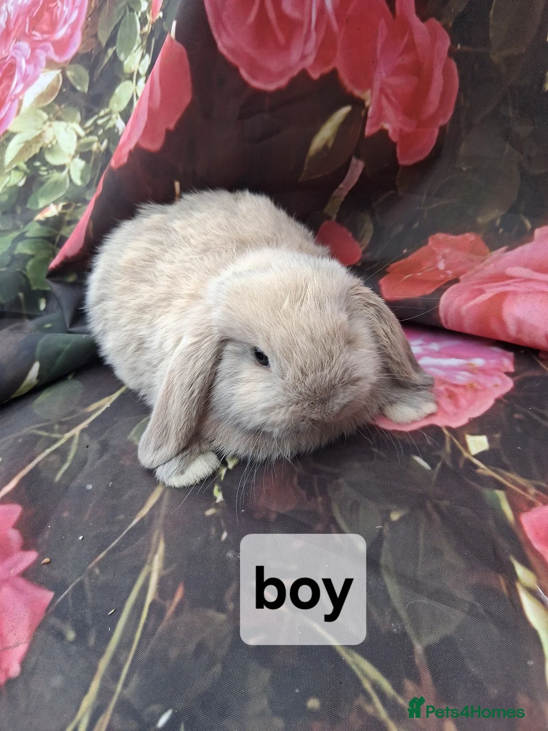 Mini Lop rabbits for sale: Mini lop babies - Advert 2