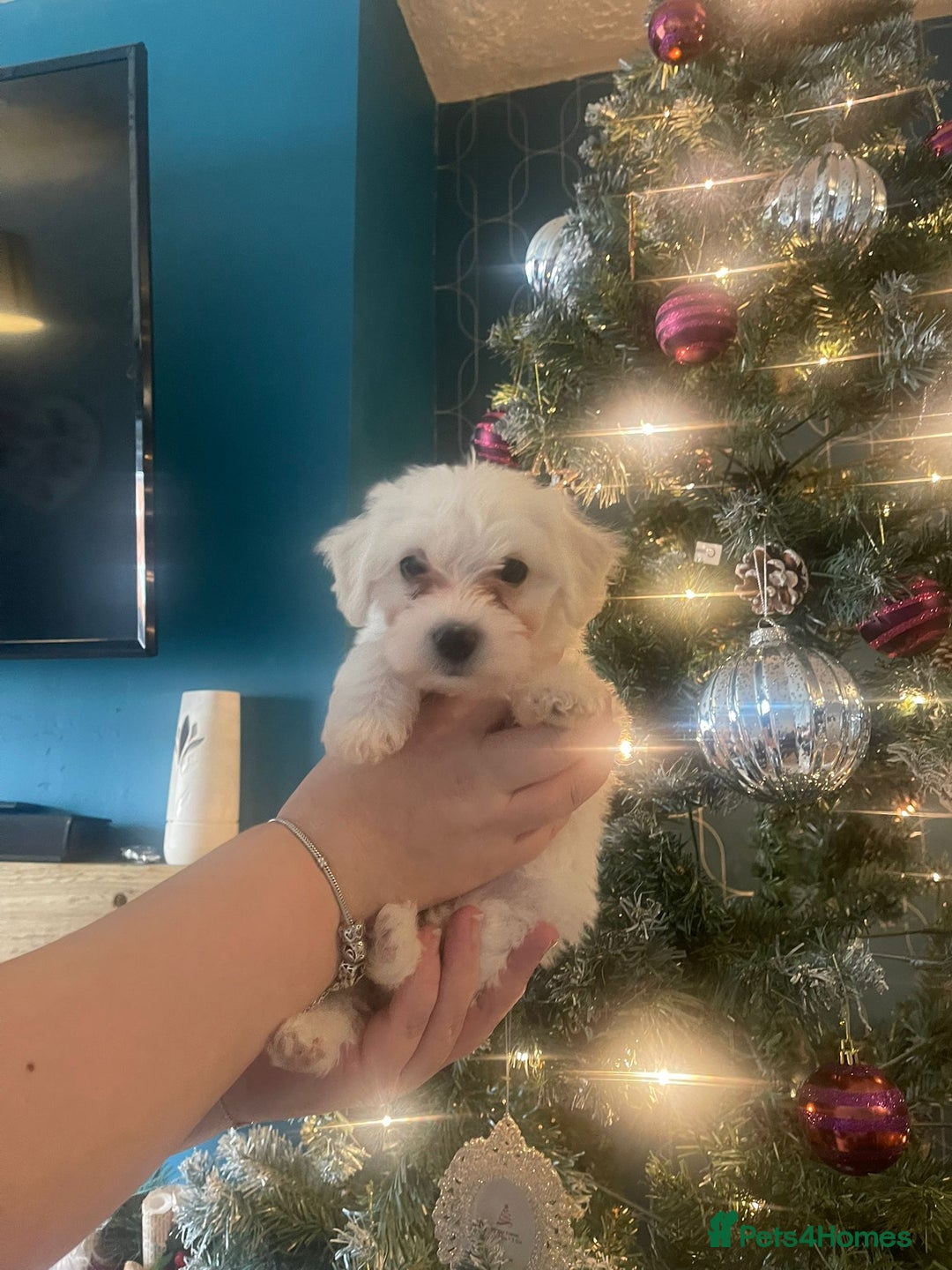 Mixed Breed dogs for sale: Beautiful jack chon puppies  - Advert 2