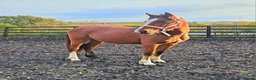 Welsh Section C horses for sale: Registered Welsh Sec c  in Bonnybridge - Advert 4
