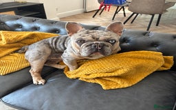 French Bulldog dogs for stud: Mixed Merle French Bulldog Stud - Image 9