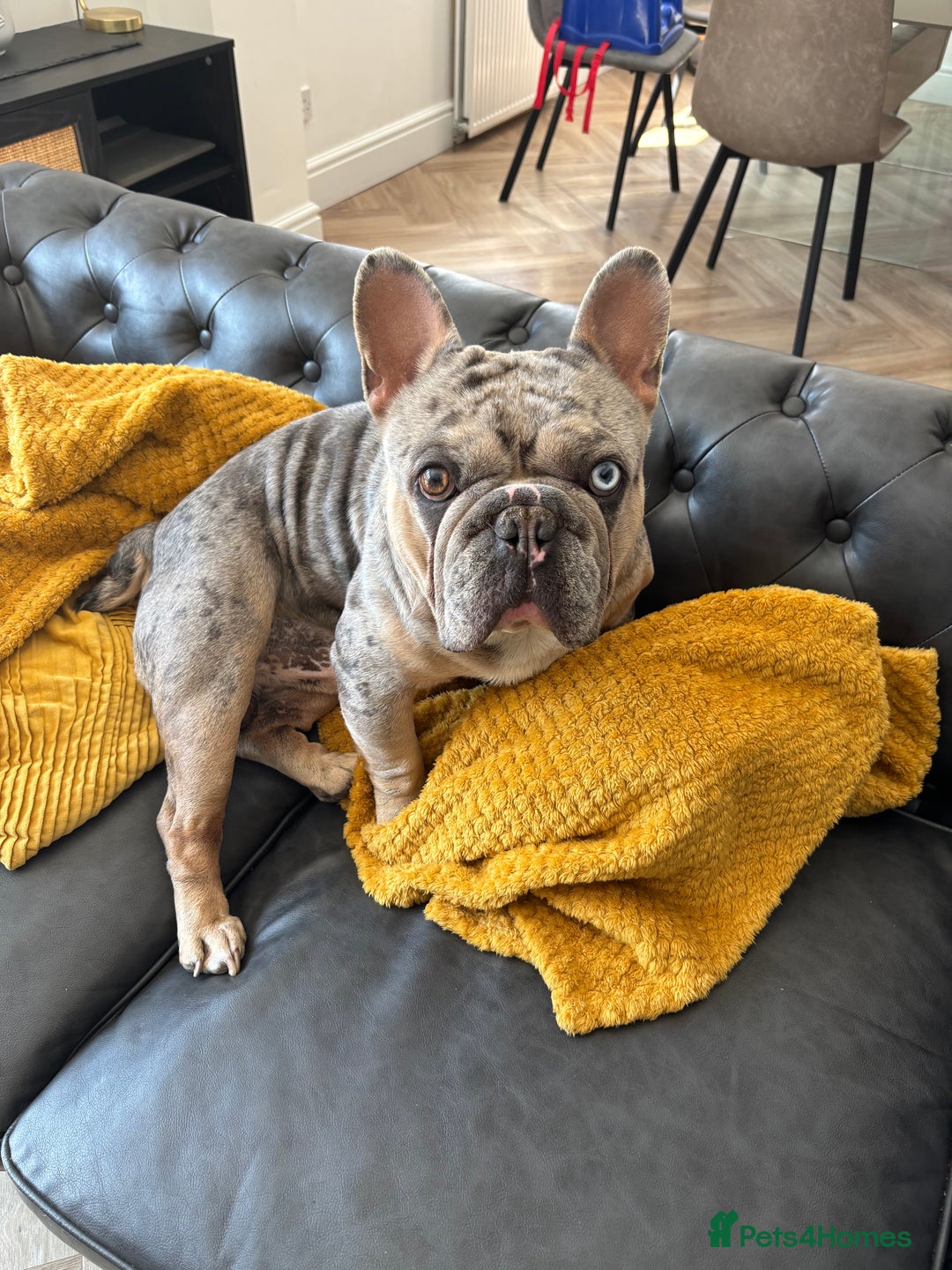 French Bulldog dogs for stud: Mixed Merle French Bulldog Stud - Image 9
