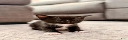 Burmese cats for sale: Burmese x kittens - Advert 18