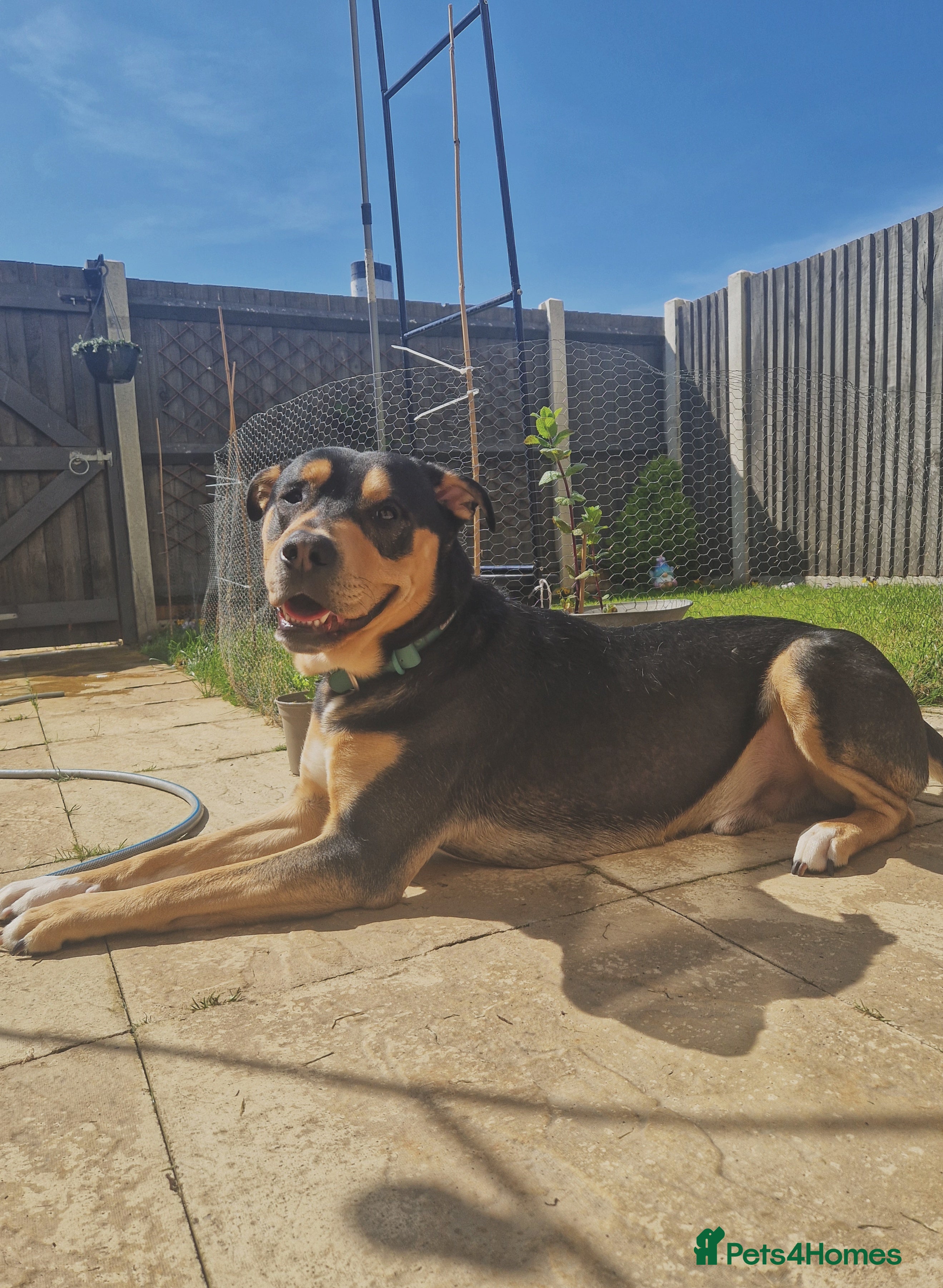 Mixed Breed dogs Male mixed breed urgent home needed - Advert 6