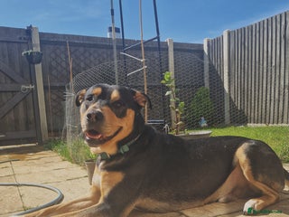 Mixed Breed dogs for sale: Male mixed breed urgent home needed - Advert 1