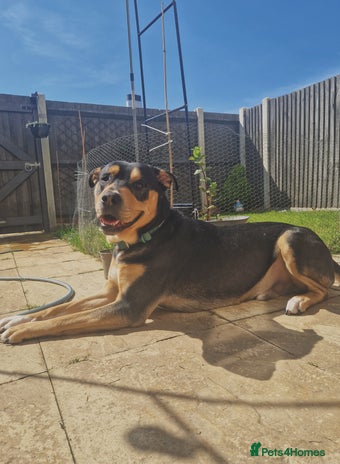 Mixed Breed dogs Male mixed breed urgent home needed - Advert 1