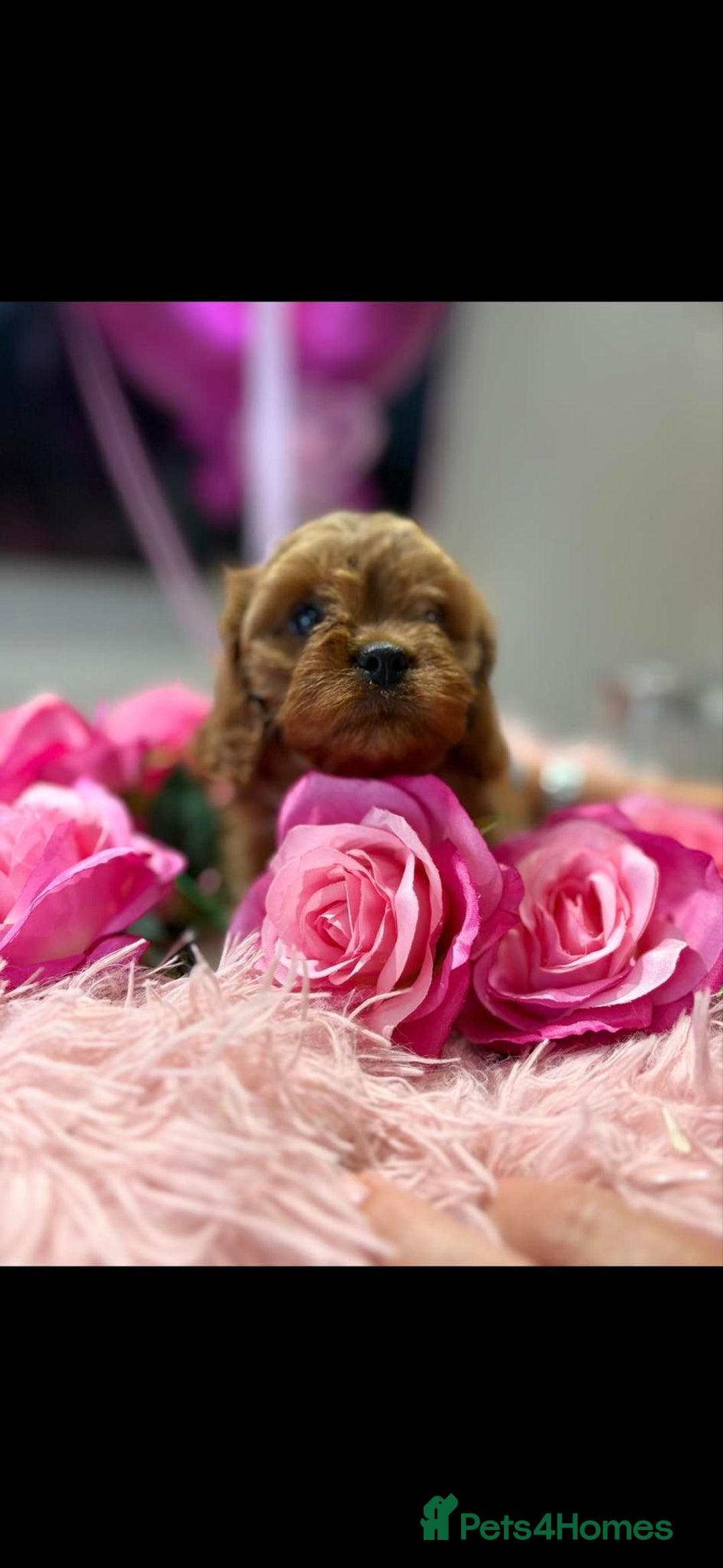 Cavapoo dogs for sale: Ruby &black n tan boys and girls  - Image 20