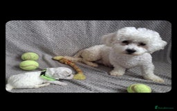 Bichon Frise dogs for sale: Beautiful Bichon Frise Litter 3M/1F – Puppy Pack - Image 10