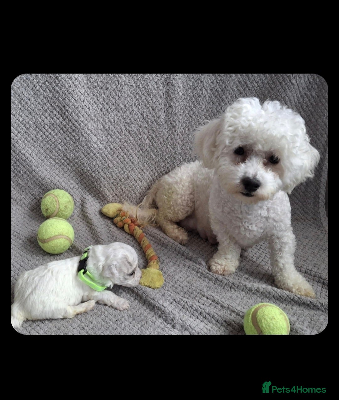 Bichon Frise dogs for sale: Beautiful Bichon Frise Litter 3M/1F – Puppy Pack - Image 10