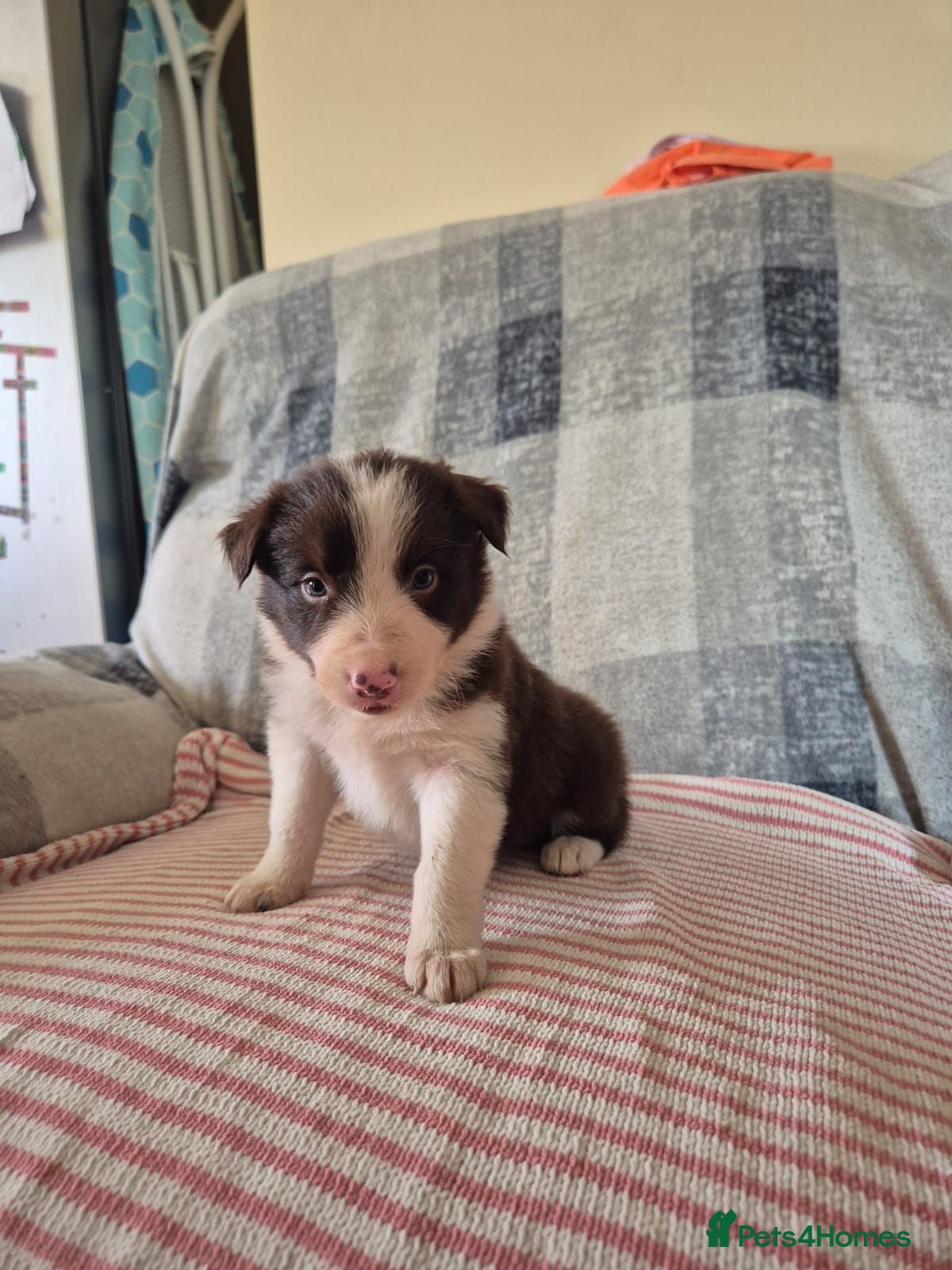 Border Collie dogs Border collie pups - Advert 6