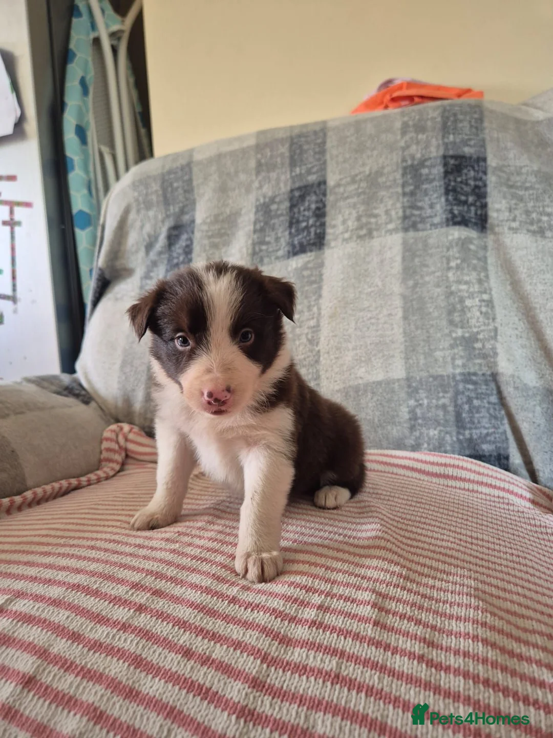 Border Collie dogs for sale: Border collie pups - Advert 1