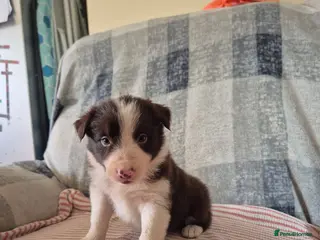Border Collie dogs Border collie pups - Advert 2