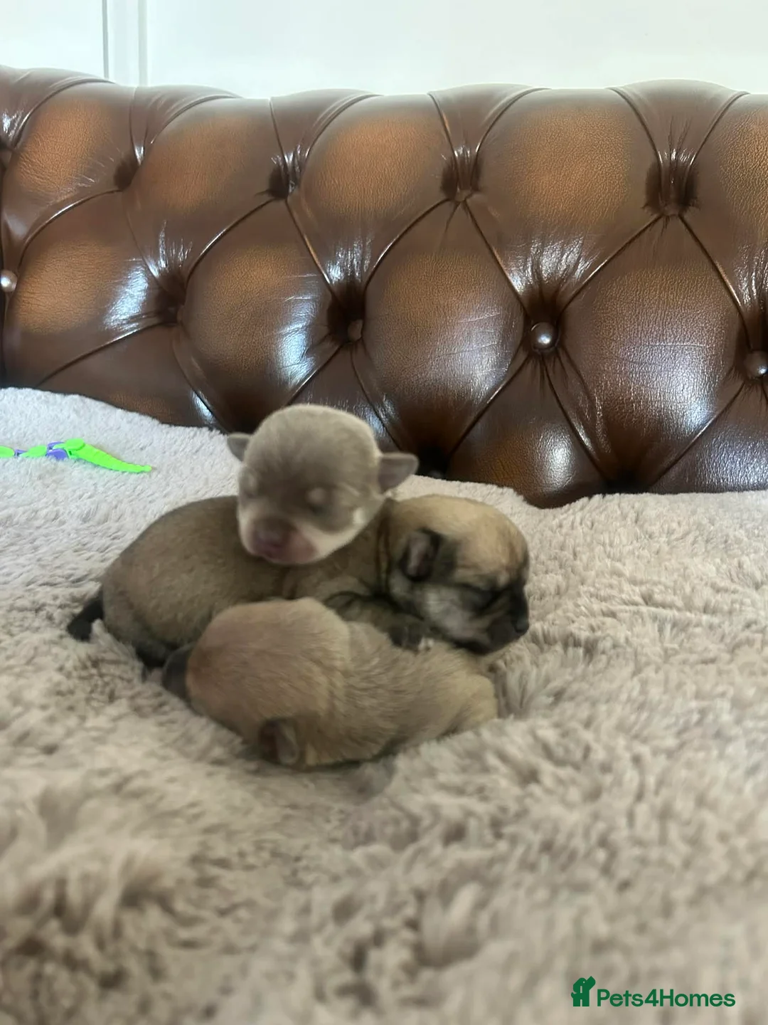 Chihuahua dogs for sale:  **  Chihuahua  in Halstead - Advert 19