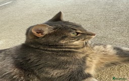 Abyssinian cats for sale: Adorable kitten  - Image 2