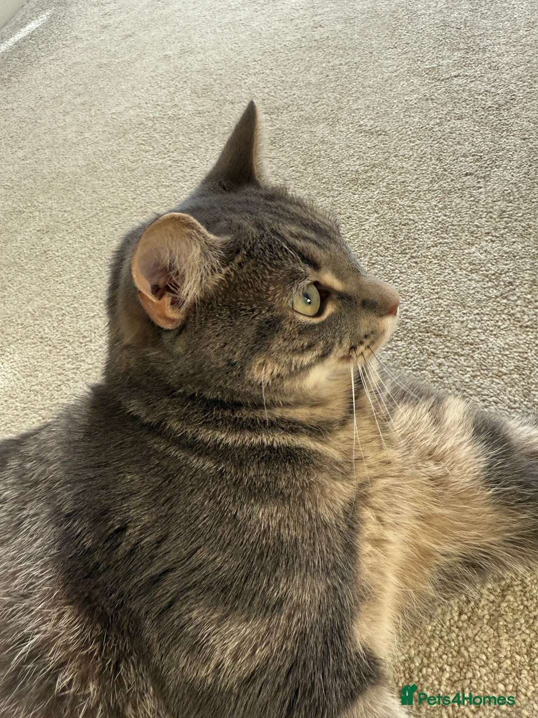 Abyssinian cats for sale: Adorable kitten  - Image 2