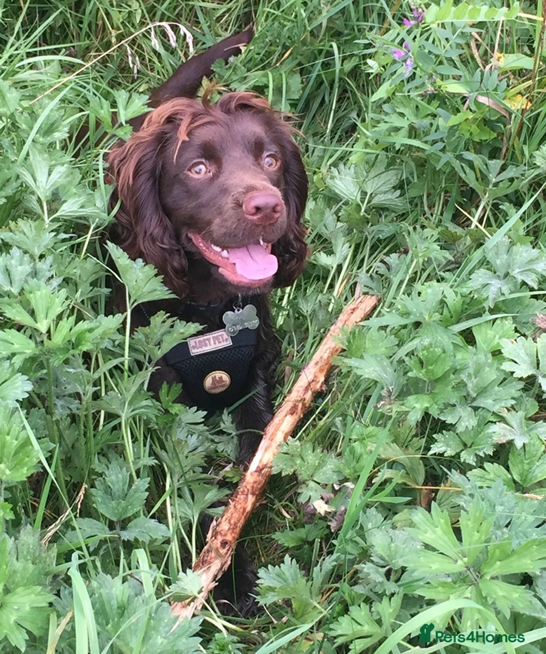 Cocker Spaniel dogs for sale: Chocolate Worker Cocker Puppies Kennel Club  - Advert 10