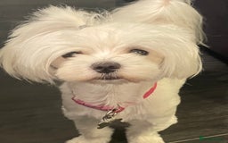 Maltese dogs for sale: KC Reg Korean Maltese girls - Image 36