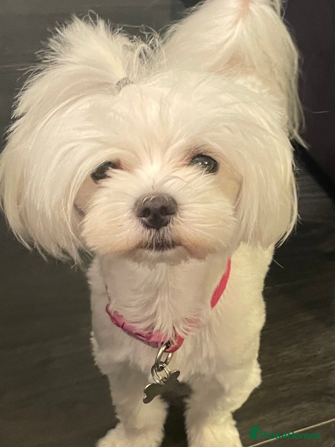 Maltese dogs for sale: KC Reg Korean Maltese girls - Image 36