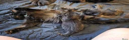 Mixed Breed cats for sale: Beautiful Fluffy Black Kittens in Uxbridge - Advert 1