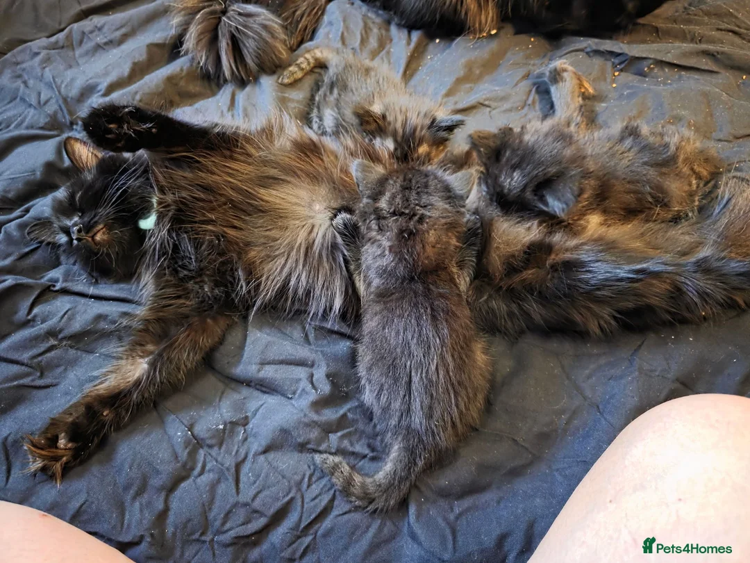 Mixed Breed cats for sale: Beautiful Fluffy Black Kittens in Uxbridge - Advert 1