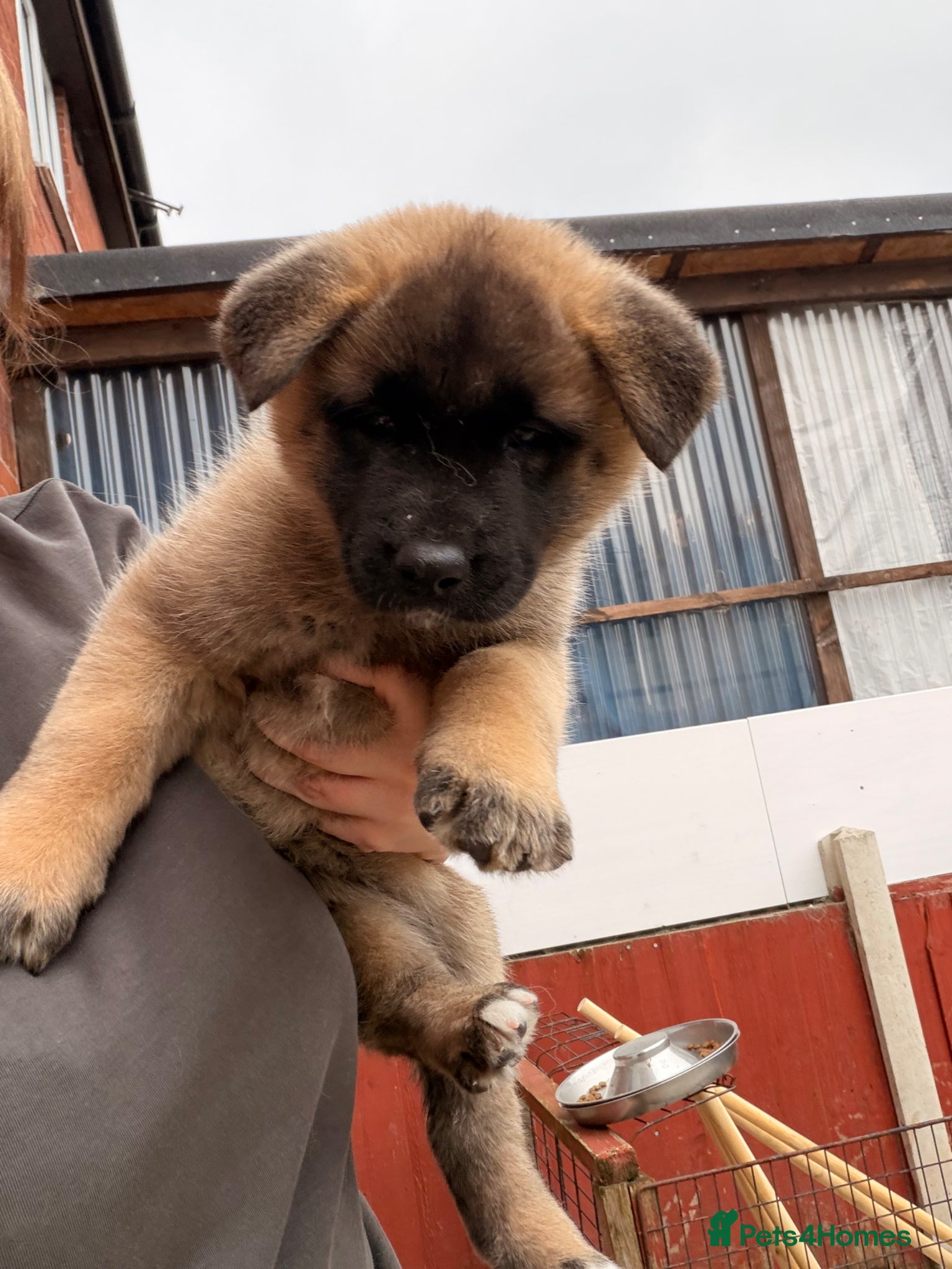 Akita Puppy 6 - REHOMED