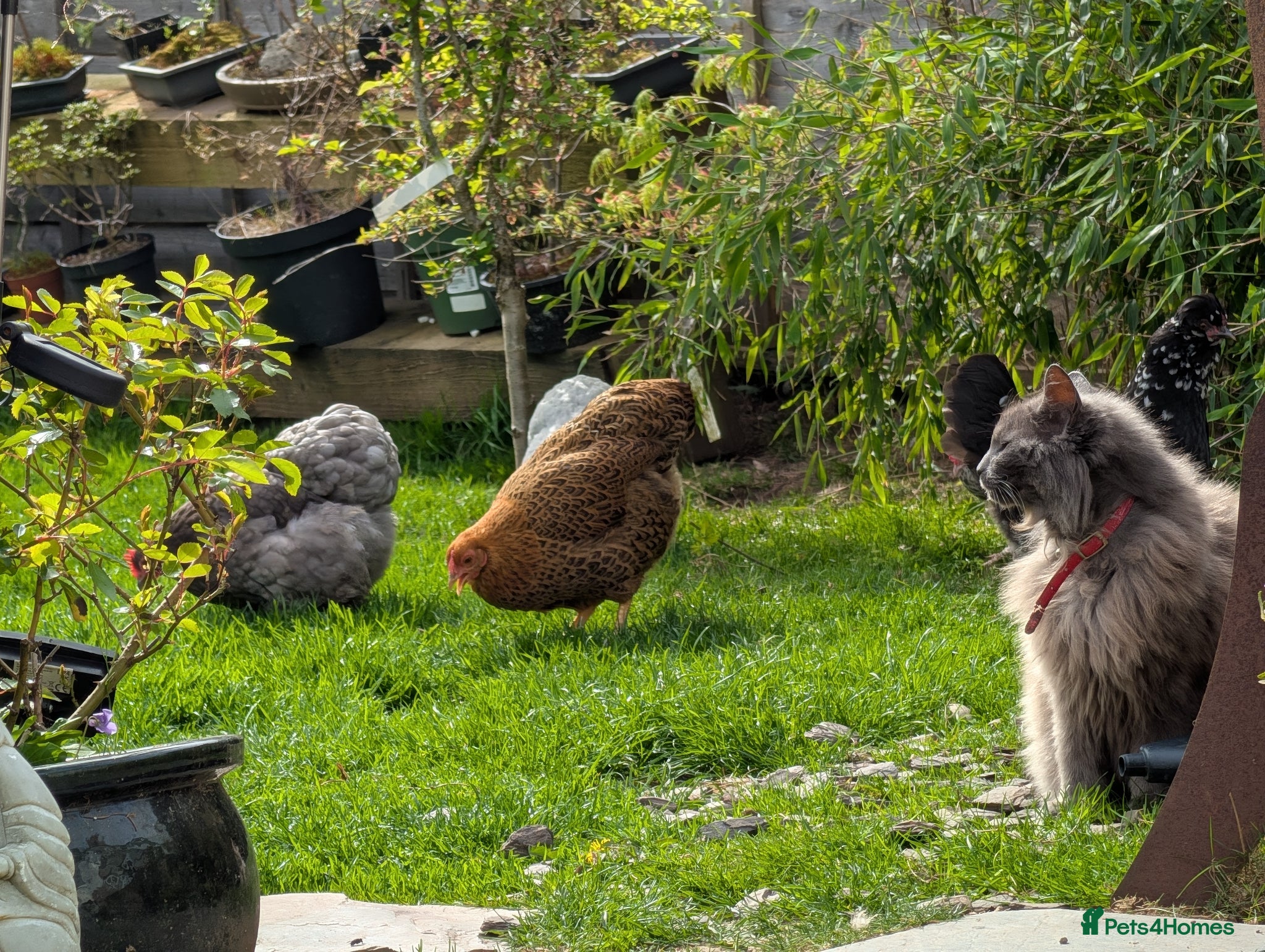 Chickens poultry Five bantams hens - Advert 2