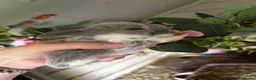 Mini Lop rabbits for sale: 6 Baby Mini Lops - Advert 4