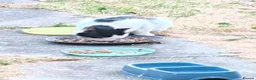 Mixed Breed cats for sale: completely Free. £0 for 3 cat. Need rehoming in Birmingham - Advert 4
