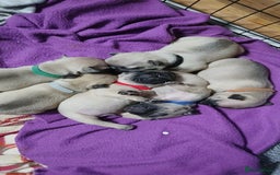 French Bulldog dogs for sale: Standard KC french bulldog litter.  - Image 7