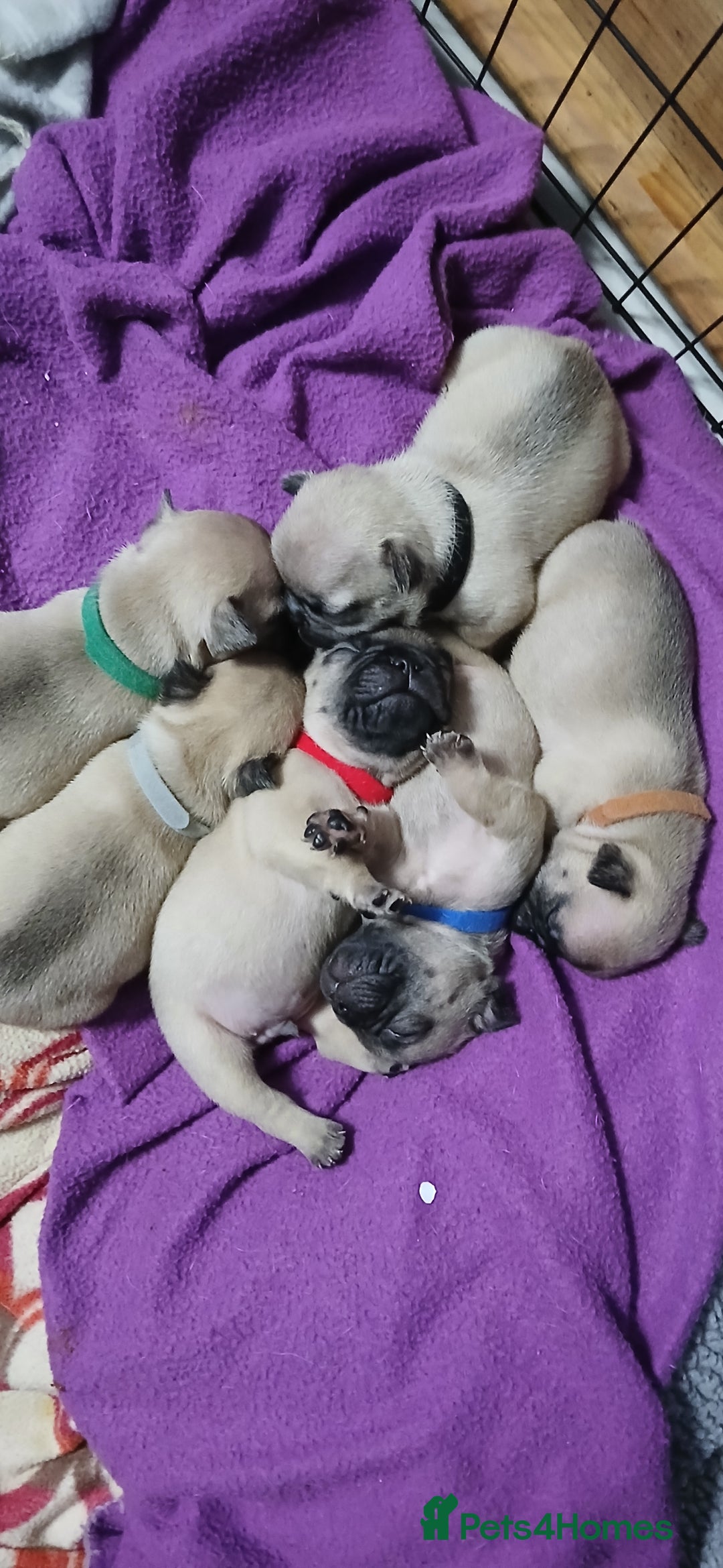 French Bulldog dogs for sale: Standard KC french bulldog litter.  - Image 7