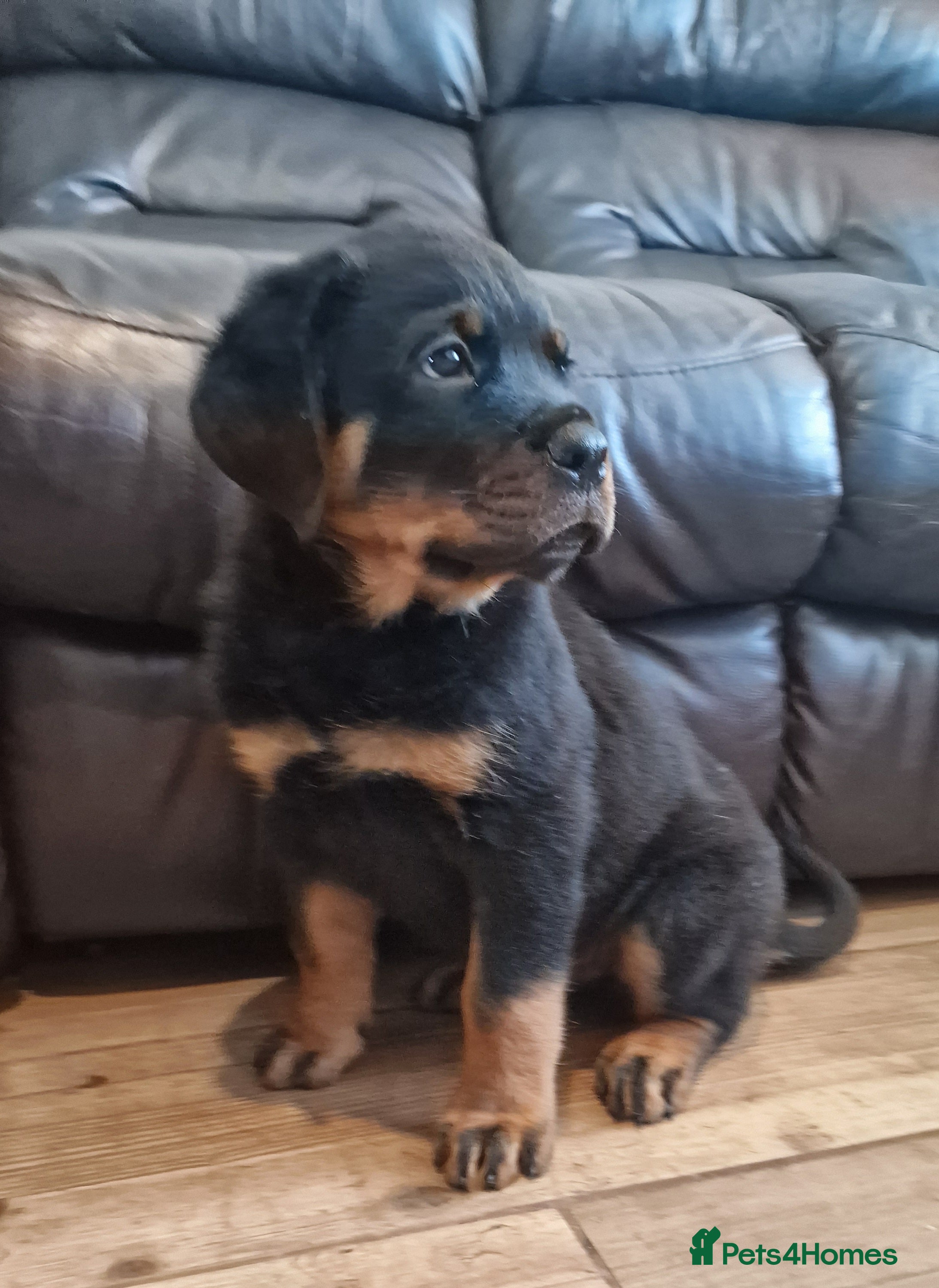 Rottweiler dogs MASSIVE ROTTWEILER PUPPIES  - Advert 4