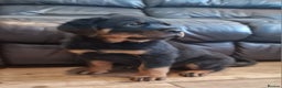 Rottweiler dogs for sale: MASSIVE ROTTWEILER PUPPIES  - Advert 8