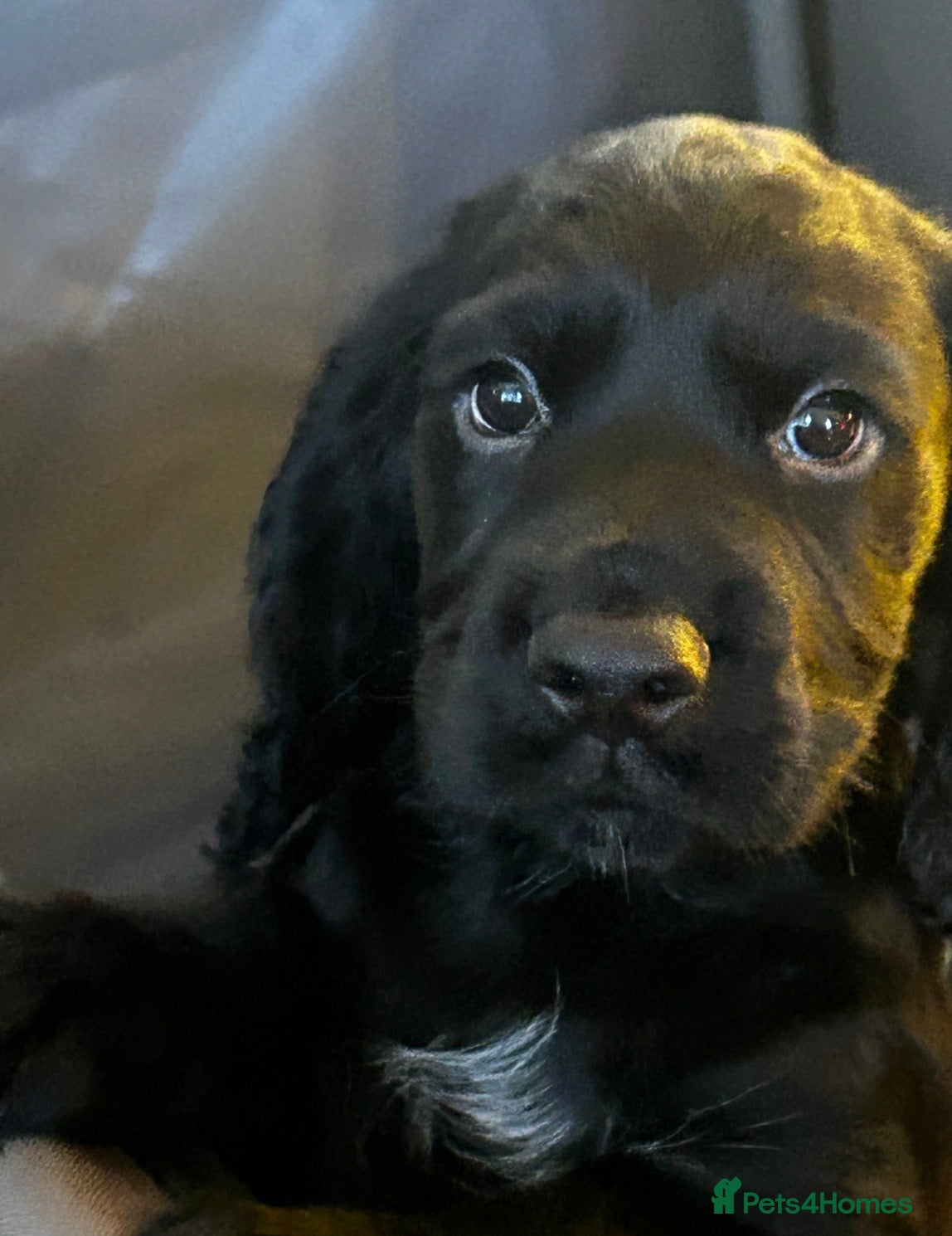 Cocker Spaniel dogs Black and Tan Cocker Spaniels 🐶🐶🐶🐶 - Advert 2