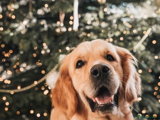 Golden Retriever dogs for stud in Cheltenham - Advert 1