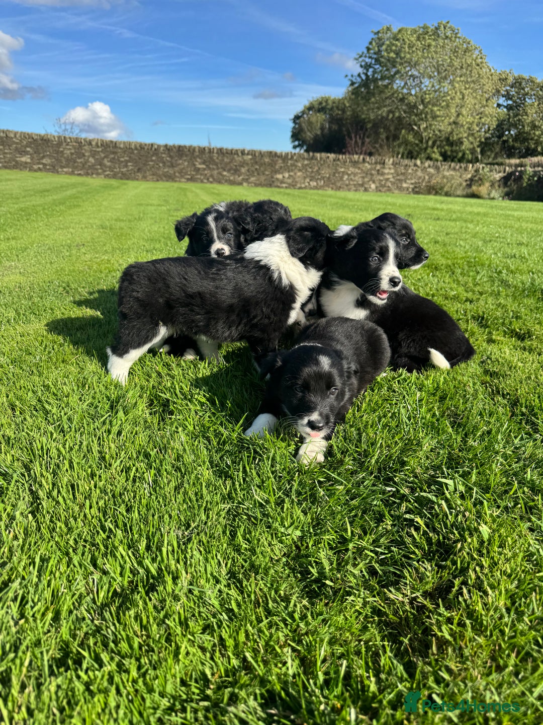 Border Collie dogs for sale: Superb litter of purebred Border Collie puppies  - Image 24