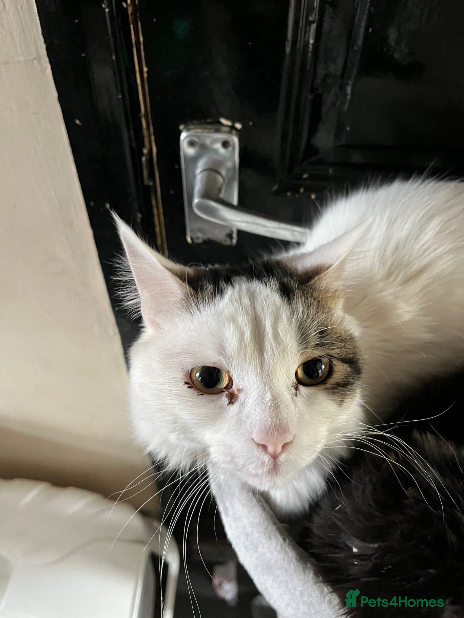 Mixed Breed cats Male cat  - Advert 4