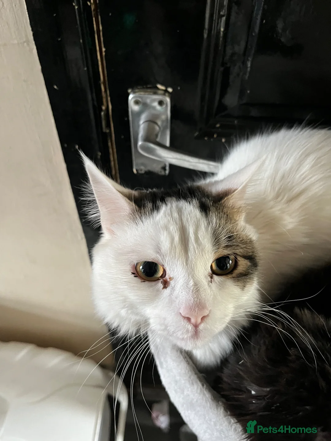 Mixed Breed cats for sale: Male cat  - Advert 1