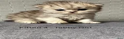 Persian cats for sale: 6 Stunning Persian Kittens - Advert 5