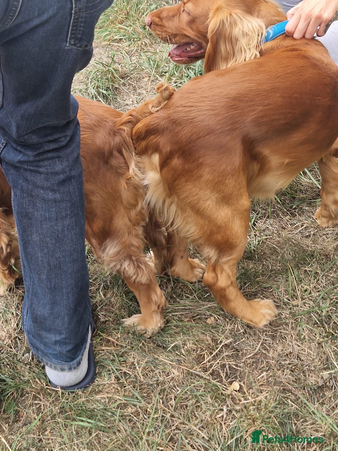 Cocker Spaniel dogs for stud: Red working cocker spaniel (champion bloodline)  - Advert 6