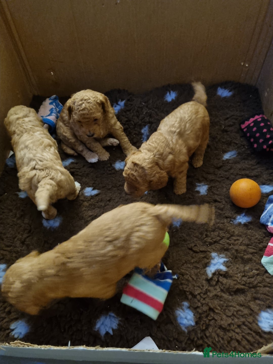 Miniature Poodle dogs for sale: Beautiful Miniature poodles  - Image 20