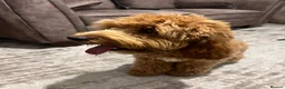 Cockapoo dogs for sale: Milo Cockerpoo Looking for His Forever Home ❤️ in Bilston - Advert 6