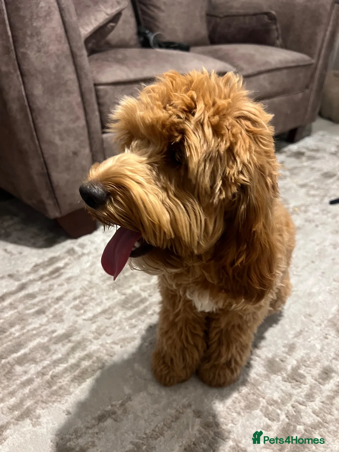 Cockapoo dogs for sale: Milo Cockerpoo Looking for His Forever Home ❤️ in Bilston - Advert 6
