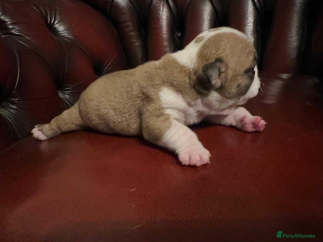 English Bulldog dogs for sale: English bulldogs - Advert 17