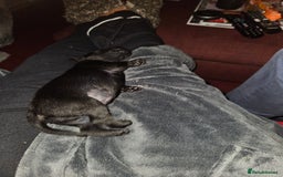 Patterdale Terrier dogs for sale: One female Patterdale Terrier pup - Advert 6