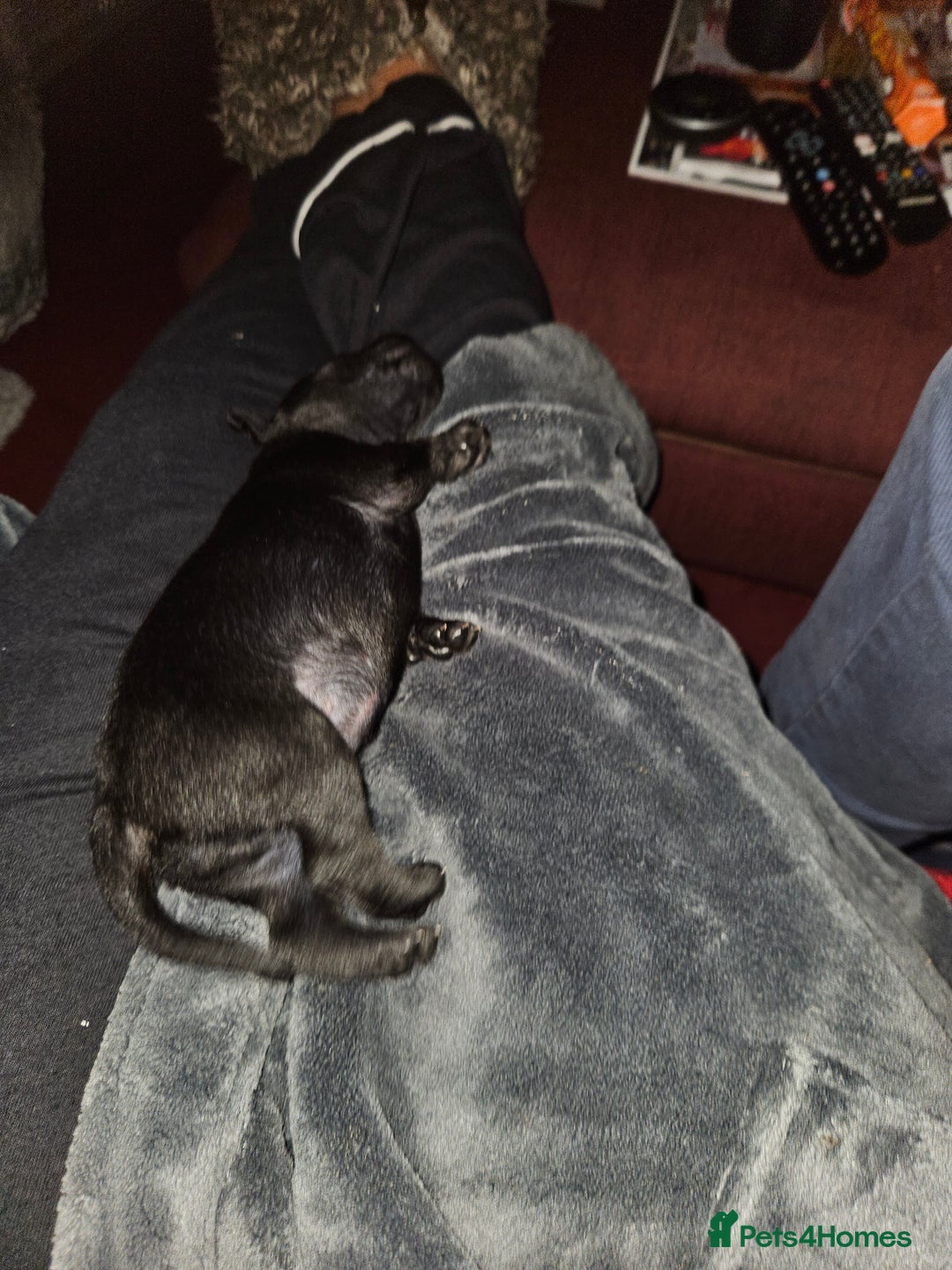 Patterdale Terrier dogs for sale: One female Patterdale Terrier pup - Advert 6