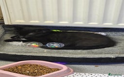 Mixed Breed cats for sale: Kittens for sale - Image 8