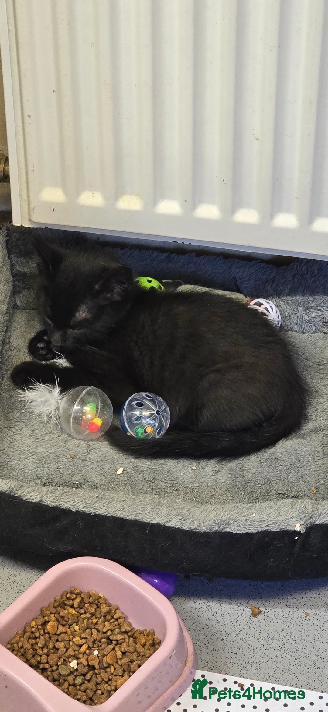 Mixed Breed cats for sale: Kittens for sale - Image 8