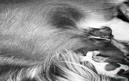 Chihuahua dogs for sale: 2 chihuahua boys left  - Image 20
