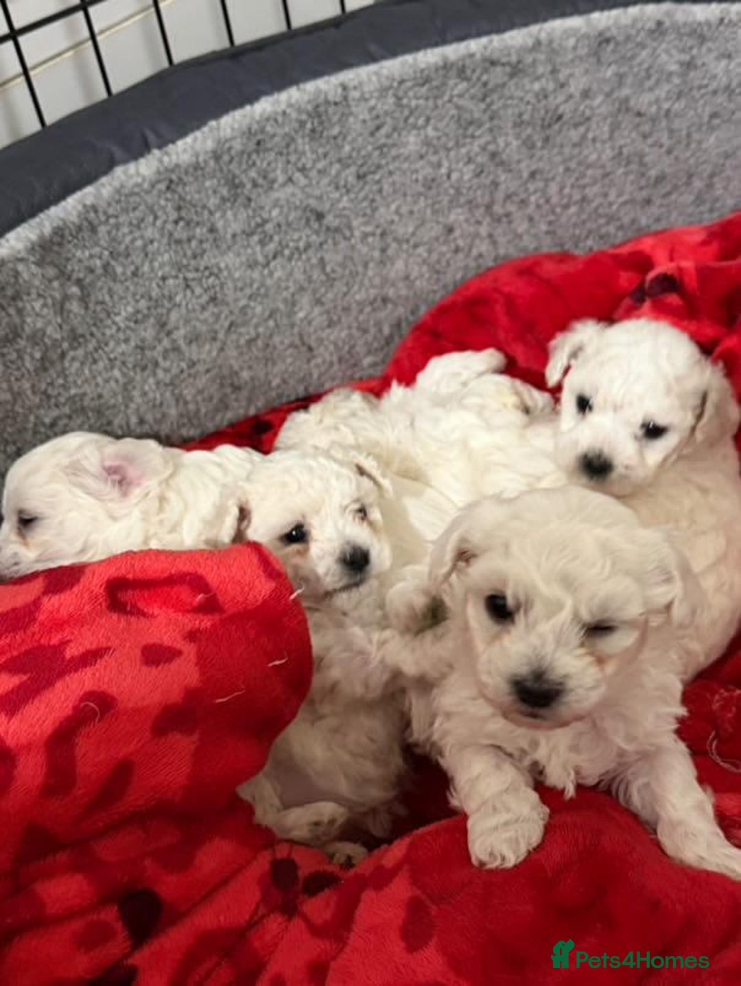 Bichon Frise dogs for sale: Bichon Puppies - Image 5